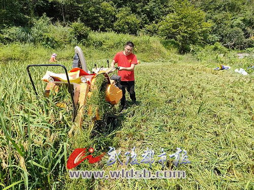 稻漁喜豐收 有機稻谷研發樂壞新農民