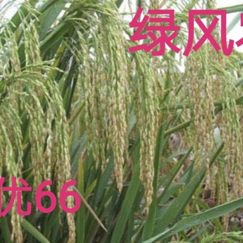 湘優66 中早熟優質高產抗寒抗病雜交水稻種子的綠色革命
