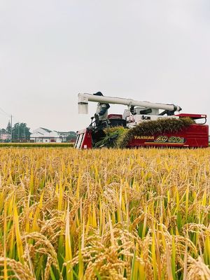 風吹稻浪“豐”景好 顆粒歸倉收獲忙——江蘇常州有機稻谷種植研發(fā)促農增收