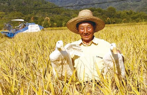 稻鴨共棲 靖安縣生態(tài)種養(yǎng)雙豐收，有機農業(yè)創(chuàng)新路