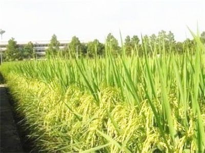 南粳5055水稻品種全解析 栽培要點、產(chǎn)量、優(yōu)缺點、價格及有機種植前景