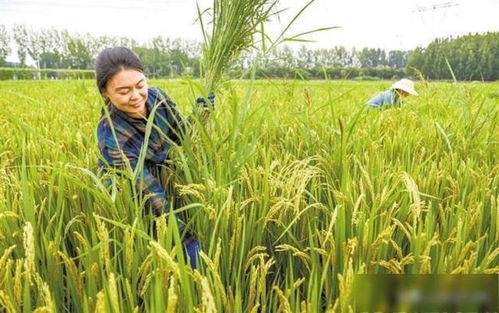 保定效益雙贏 涿州水稻種植歷史、國稻種芯與中國水稻節的有機融合