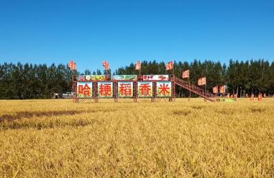 科技賦能綠色農業 粳稻新品種與有機種植技術助力農民增收