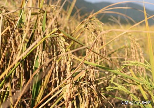 雜交水稻需水量與有機稻谷種植技巧解析