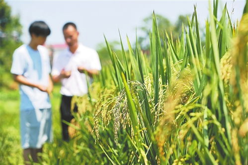 豐城種糧父子兵 有機稻谷種植的研發之路